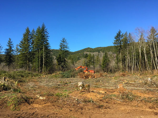 Land Clearing Before