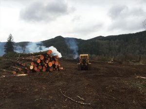 Land Clearing During