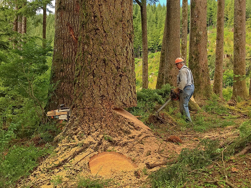 Oregon Logging