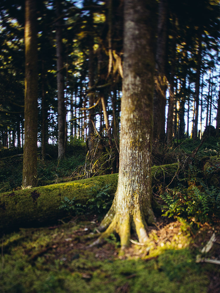 Oregon Logging Timberland Management
