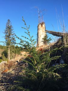 Oregon Logging Timberland Management