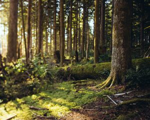 Oregon Coast Land Clearing