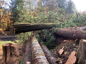 oregon logging