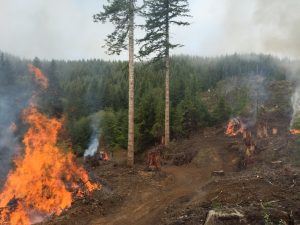 oregon logging process